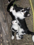 SX15013 Young kittens playing with grass stalk.jpg